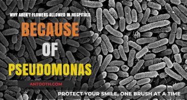 Pseudomonas Risk: Why Flowers Are Banned in Hospitals