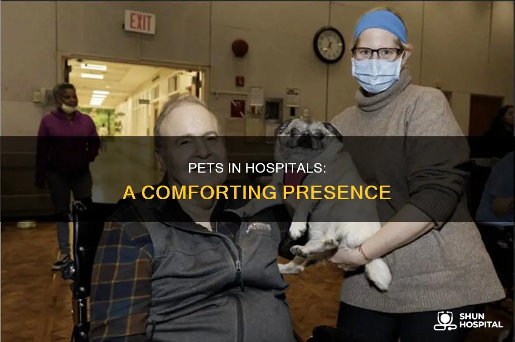why did hospitals start letting pets into