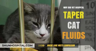 How Fluid Therapy for Cats Works