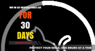 Understanding the 30-Day Hold Policy in Cat Hospitals: Why It Matters