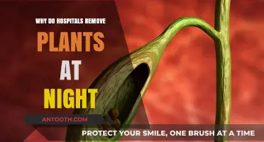 Hospitals' Nightly Plant Removal: The Reasoning Behind It