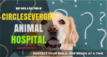 Why Do Dogs Turn in Circles? Evergreen Animal Hospital Explains