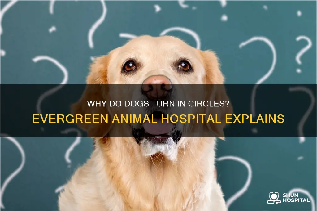 why does a dog turn in circlesevergreen animal hospital