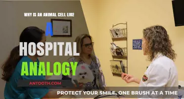 Animal Cells as Hospitals: A Fascinating Analogy of Life's Functions