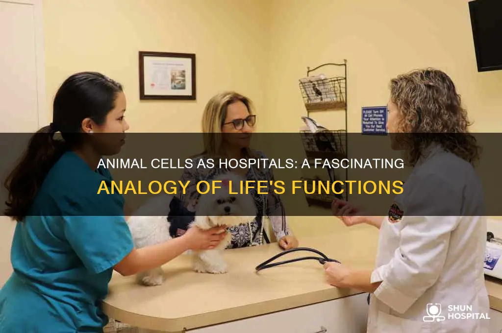 why is an animal cell like a hospital analogy