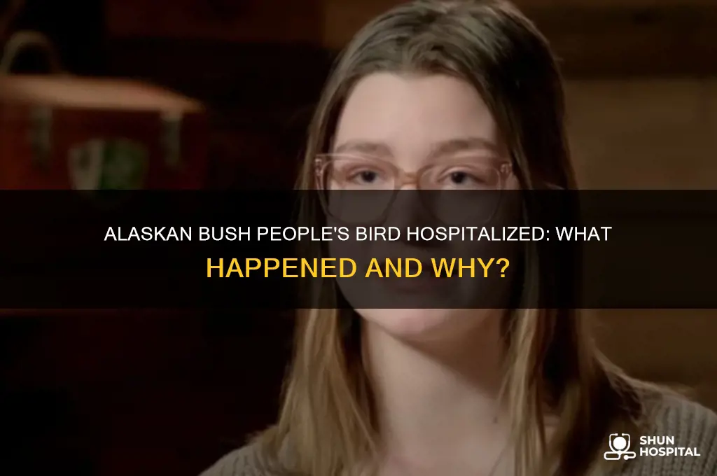 why is bird from alaskan bush people in the hospital