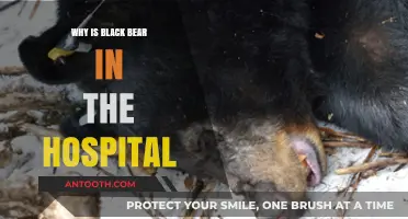 Why Black Bear is Hospitalized: Unraveling the Mystery Behind His Health