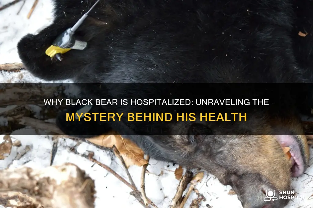 why is black bear in the hospital