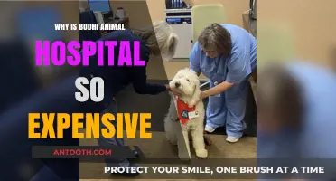 Why Bodhi Animal Hospital Charges Premium Prices for Pet Care