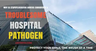 Staphylococcus Aureus: The Persistent Threat in Hospital Environments