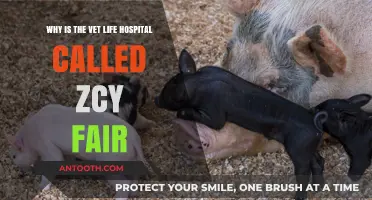 Unveiling the Unique Name: ZCY Fair Vet Life Hospital Explained