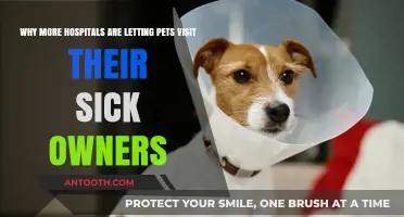 Healing Companions: Why Hospitals Embrace Pet Visits for Patients