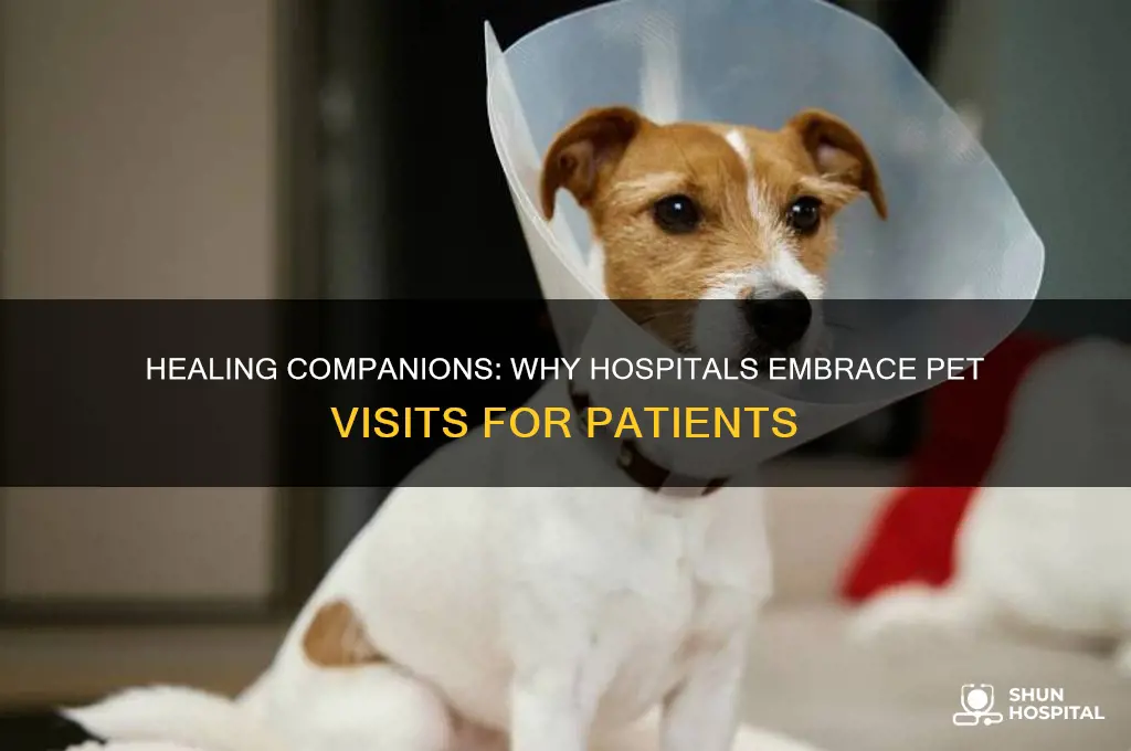 why more hospitals are letting pets visit their sick owners