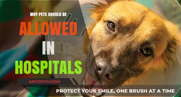 Pets in Hospitals: A Comforting, Healing Presence