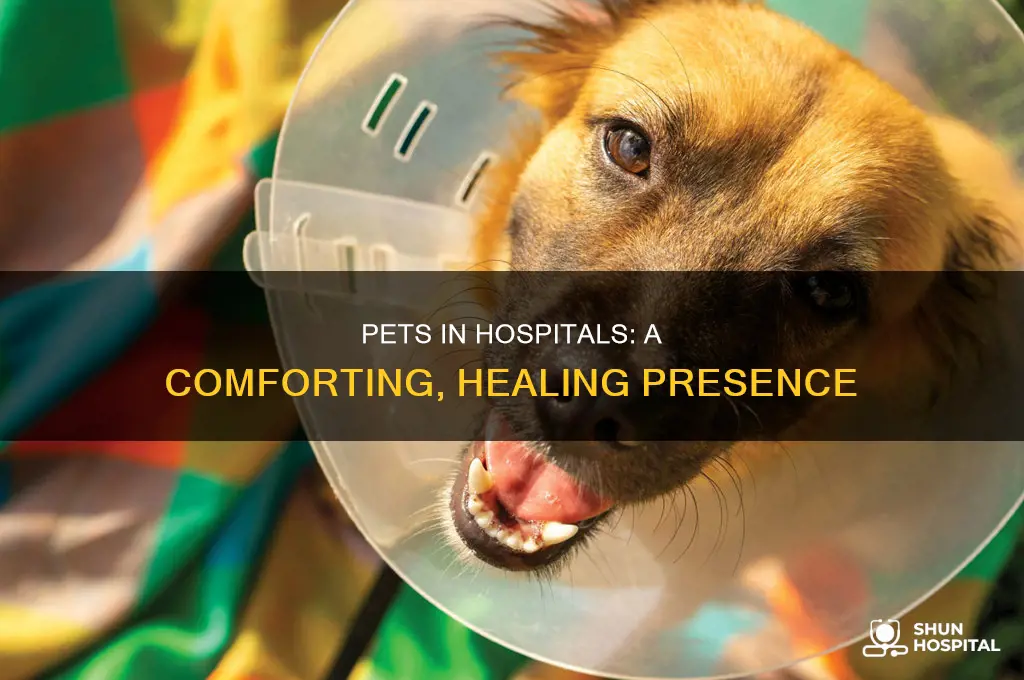 why pets should be allowed in hospitals
