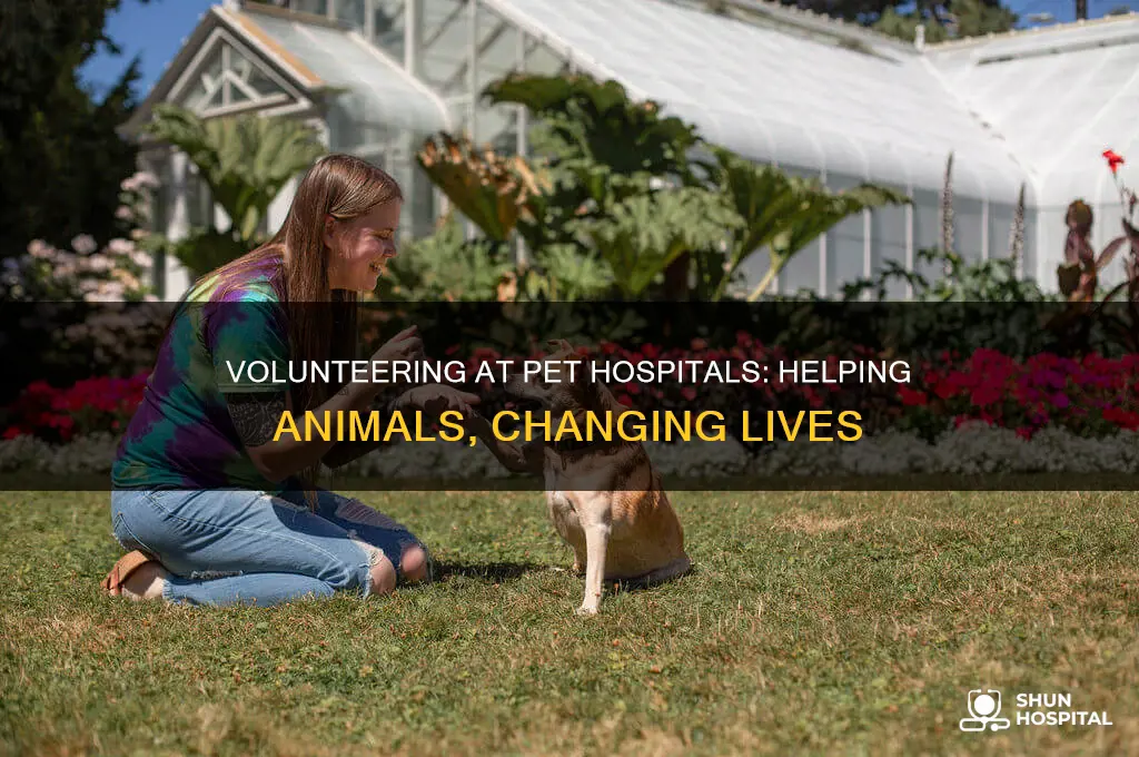 why should i volunteer at pet hospital