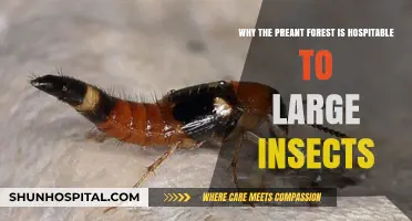 Preant Forest's Unique Habitat: A Haven for Giant Insects
