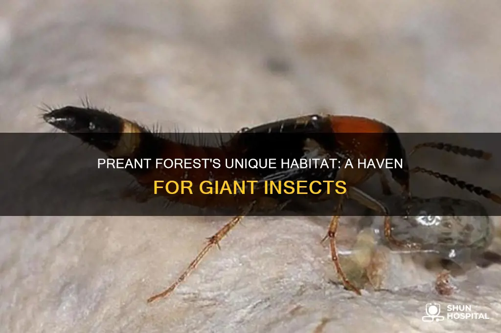 why the preant forest is hospitable to large insects