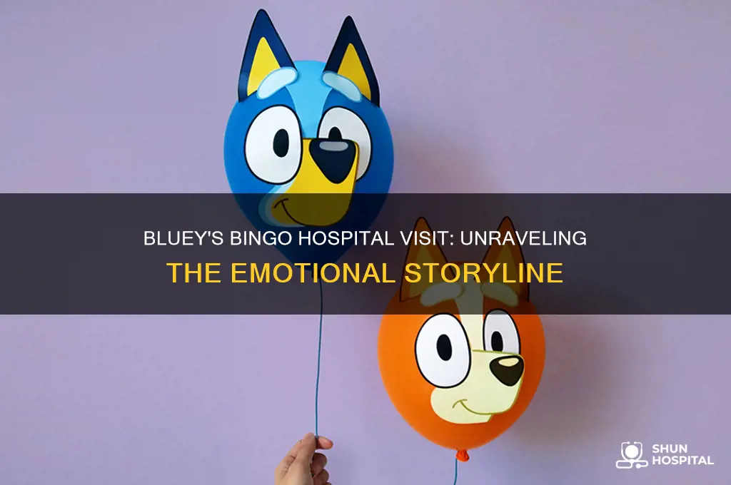 why was bingo in the hospital in the show bluey