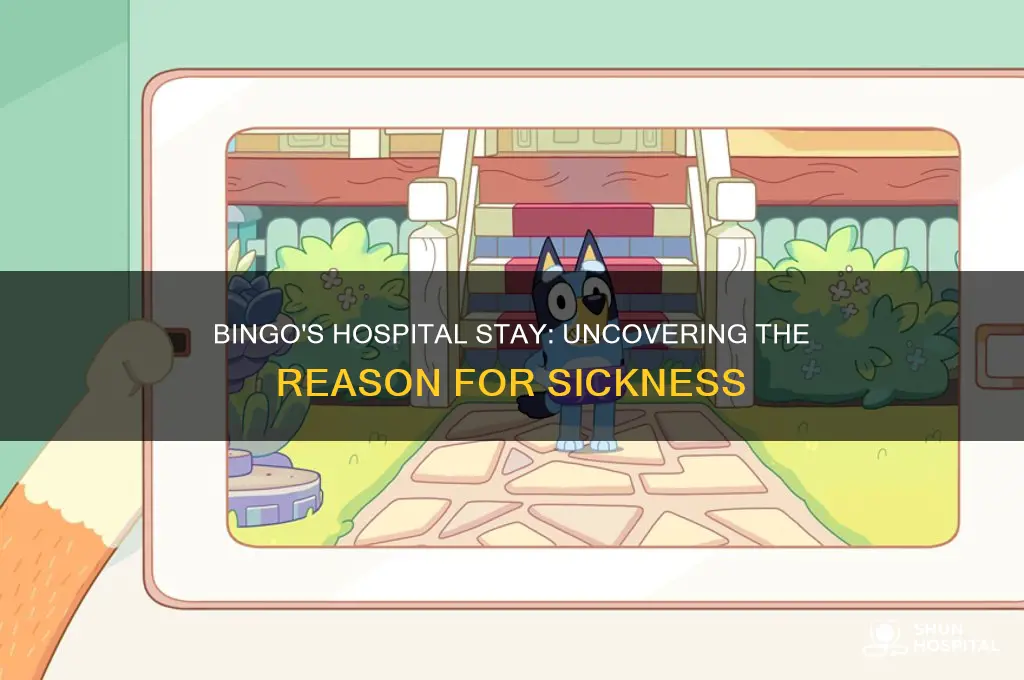 why was bingo sick in the hospital