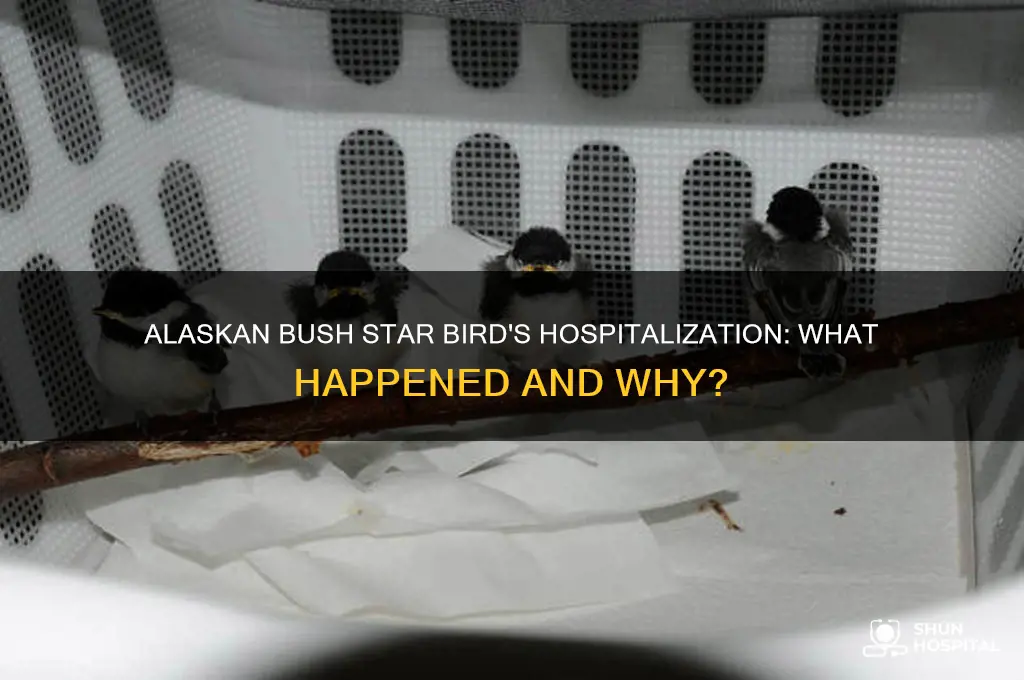 why was bird from alaskan bush in the hospital