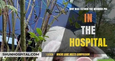 Esther the Wonder Pig's Hospital Stay: What Happened?
