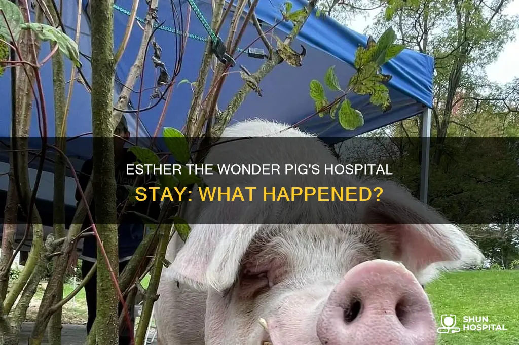 why was esther the wonder pig in the hospital