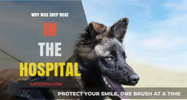 Shep Rose's Hospitalization: What Happened and Why?