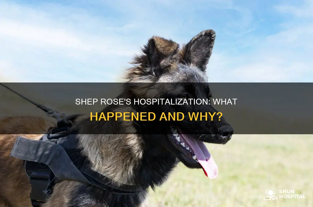 why was shep rose in the hospital
