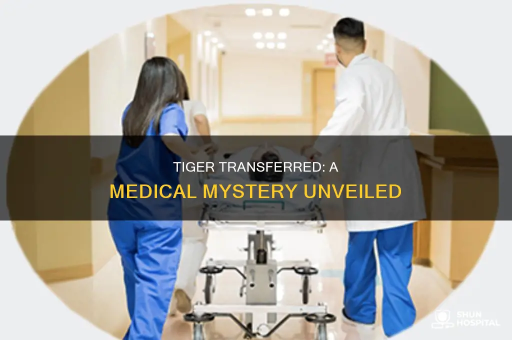 why was tiger moved to another hospital
