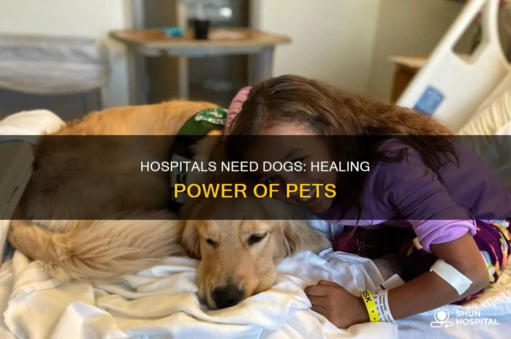 why we need more dogs in hospitals